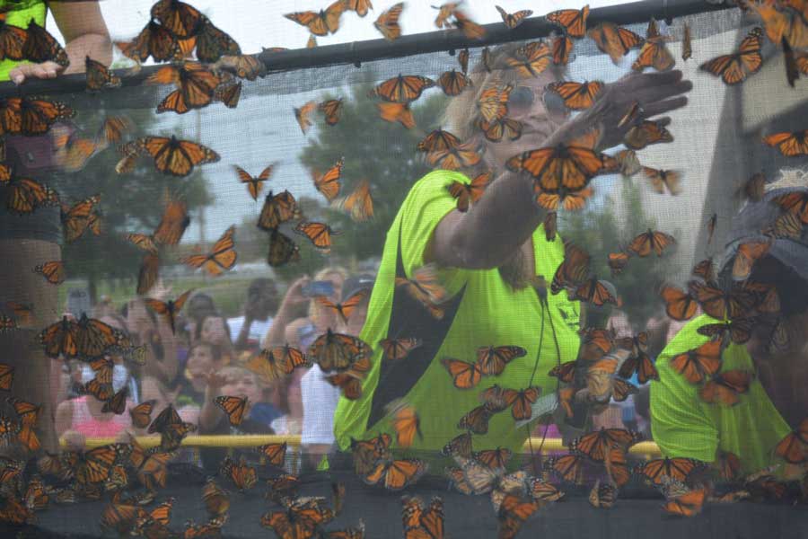 Oak Grove Butterfly Festival Releases 1,600 Butterflies Visit Oak